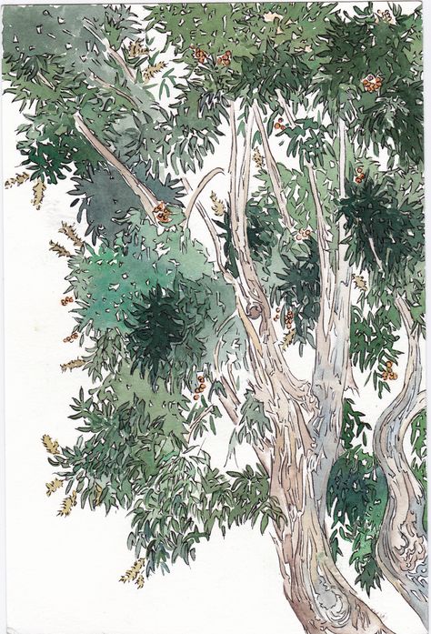 Eucalyptus, 2011 Eucalyptus Tree Illustration, Eucalyptus Tree Drawing, Eucalyptus Tree Painting, Eucalyptus Tree Tattoo, Eucalyptus Sketch, Eucalyptus Camaldulensis, Place Logo, Pen And Wash, Artwork Inspiration