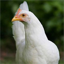 How to Raise Chickens Cheaply @ Common Sense Homesteading