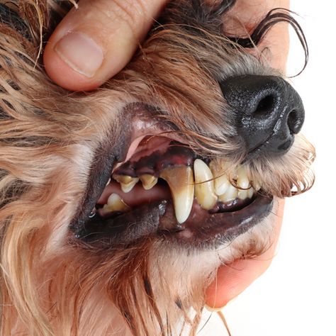 Dog Dental Hygiene, Diy Toothpaste, Toothpaste Recipe, Dogs Teeth, Natural Dog Chews, Dog Teeth Cleaning, Dog Dental, Dog Diet, Periodontal Disease