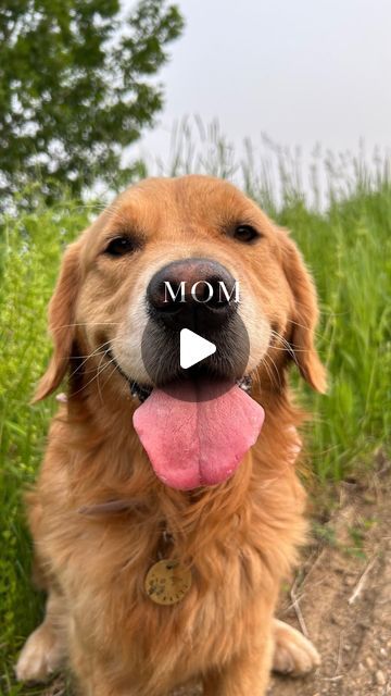 Bliss & Lux 🌞🌸 on Instagram: "That the reality for me 🙊

Follow @bliss_thegolden  for more pup content 🤍🫶🏻

Golden retriever | funny reels | dog reel | puppy | dog life | puppy" Golden Retriever Funny, Puppy Dog, Girls Best Friend, Dog Life, Dogs And Puppies, Golden Retriever, Best Friends, Lily, Puppies