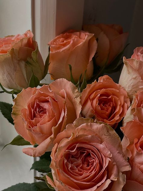 Peach Rose Aesthetic, Roses Flowers Bouquet, Peachy Flowers, Peach Colored Roses, College Posters, Chiffon Saree Party Wear, Saree Party, Rose Blossom, Peach Aesthetic