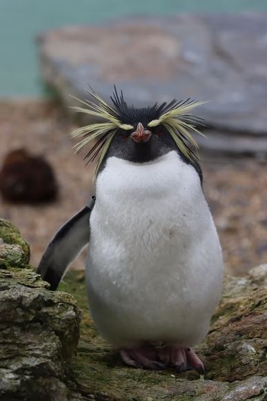 penguin standing on brown rock during daytime photo – Free Grey Image on Unsplash Madagascar Movie Characters, Madagascar Party, Madagascar Palm, Madagascar Dragon Tree, Macaroni Penguin, Madagascar Movie, Penguin Pictures, Penguin Drawing, Image King