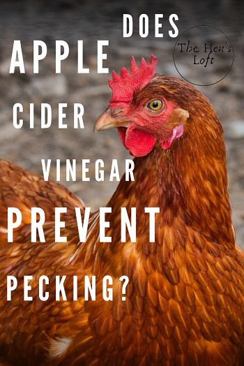 How To Stop Chickens From Pecking, Chicken Boredom, Chicken Live, Raising Meat Chickens, Diy Homesteading, Chicken Facts, Chicken Pecking, Backyard Animals, Shelter Ideas