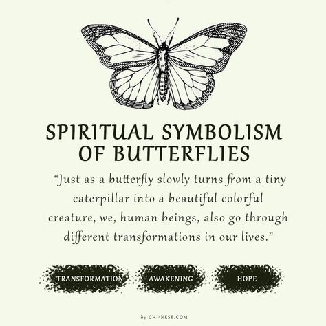 symbolism of butterflies What Do Butterflies Represent, Different Butterflies And Their Meanings, What Does A Butterfly Symbolize, Seeing Butterflies Meaning, Butterfly Transformation Art, Butterfly Types And Meanings, Swallowtail Butterfly Meaning, Butterfly Evolution Tattoo, Butterfly Transformation Quotes