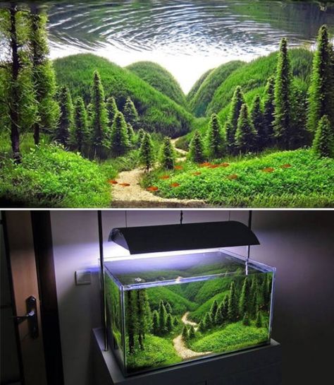 Terrarium Concept Kaktus Dan Sukulen, Fish Tank Themes, Amazing Aquariums, Cool Fish Tanks, Aquascape Design, Aquarium Terrarium, Fresh Water Fish Tank, Nano Aquarium, Diy Aquarium