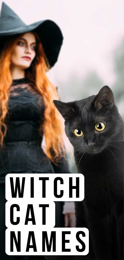 Witch Cat Names - Over 350 Magical Ideas For Your New Kitten Familiars Witch Animal Names, Cat Names Witchy, Animal Pretty Types, Goth Cat Names, Name For Black Cat, Magical Cat Names, Witchy Pet Names, Witchy Dog Names, Black Cat Art Witches