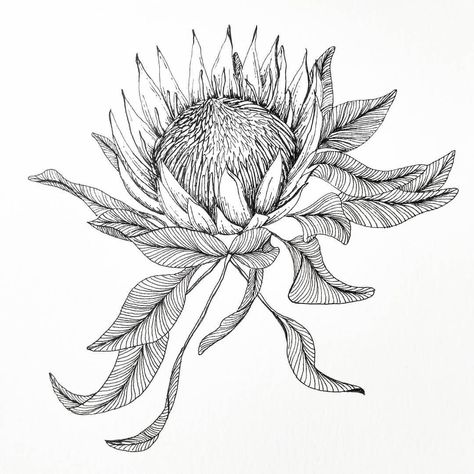 Jamie L Morin on Instagram: “King Protea...why didn't I discover you sooner? This flower has become a favorite and has made its way onto an envelope liner for the…” King Protea Tattoo, Protea Flower Drawing, Protea Flower Tattoo, Pyrography Hats, Protea Drawing, Flower Ink Drawing, Protea Tattoo, Tshirt Graphics, Protea Art