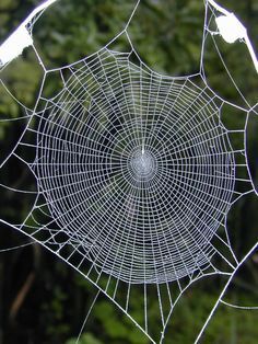 Geometry In Nature, Itsy Bitsy Spider, Spider Art, Arachnids, Animal Behavior, Patterns In Nature, Macro Photography, Spider Web, Amazing Nature