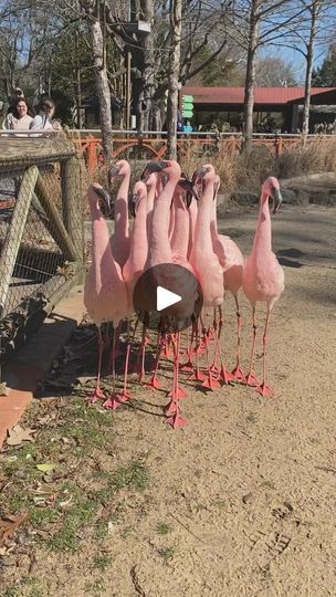 191K views · 5.7K reactions | Walk like an Egyptian? How about Flag like a Flamingo ❤️

.
.
This unique behavior of turning the head back and forth is called "head flagging" and is a courtship ritual to signal to potential mates. Flamingos will also group together and march while head flagging. Though this looks peculiar, it's their way of telling us that love is in the air!

Keeper Drew

.
.
.
#flamingo #flamingoparty #flamingos #flamingostarchallenge #flamingobeach #flamingocake #flamingolove #flamingotattoo #flamingoedit #flamingonails #flamingolover #flamingoes | Flamingo Lovers | Scott Bradlee · Wellerman (Ragtime Version) Walk Like An Egyptian, Memphis Zoo, Red Flamingo, Flamingo Pictures, Flamingo Photo, Flamingo Beach, Flamingo Bird, Christmas Tree Inspiration, Flamingo Party