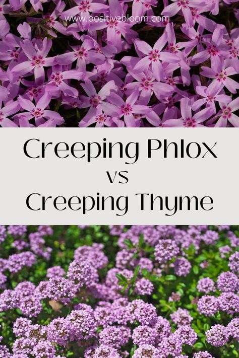 Read this analysis on Creeping phlox vs Creeping thyme to learn their differences. This will help you pick the best plant for your garden! Phlox Ground Cover, Minimalist Garden Design, Easy Diy Garden Ideas, Thyme Plant, Phlox Flowers, Thyme Flower, Creeping Thyme, Diy Garden Ideas, Garden Organization