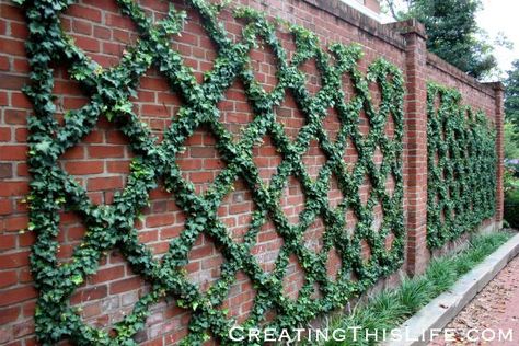 english ivy on trellis | Georgetown brick wall and ivy trellis @ CreatingThisLife.com Flat Tree, Small Fence, Living Fence, Desain Lanskap, Garden Vines, Front Yard Fence, Vertical Gardens, Walled Garden, Fence Landscaping