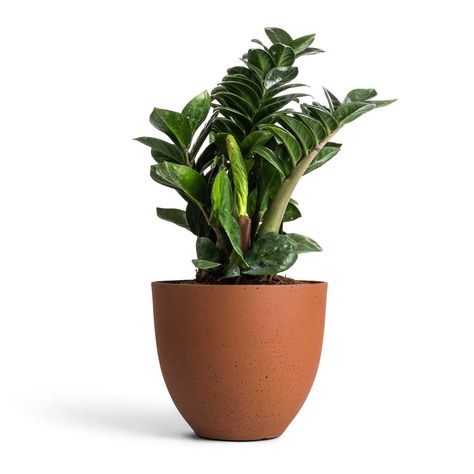 Zamioculcas zamiifolia Zenzi - Zenzi ZZ Plant Zz Plants, Desk Plant, Zamioculcas Zamiifolia, Indoor Palms, Air Cleaning Plants, Desk Plants, Orange Plant, Modern Pot, Pot Design