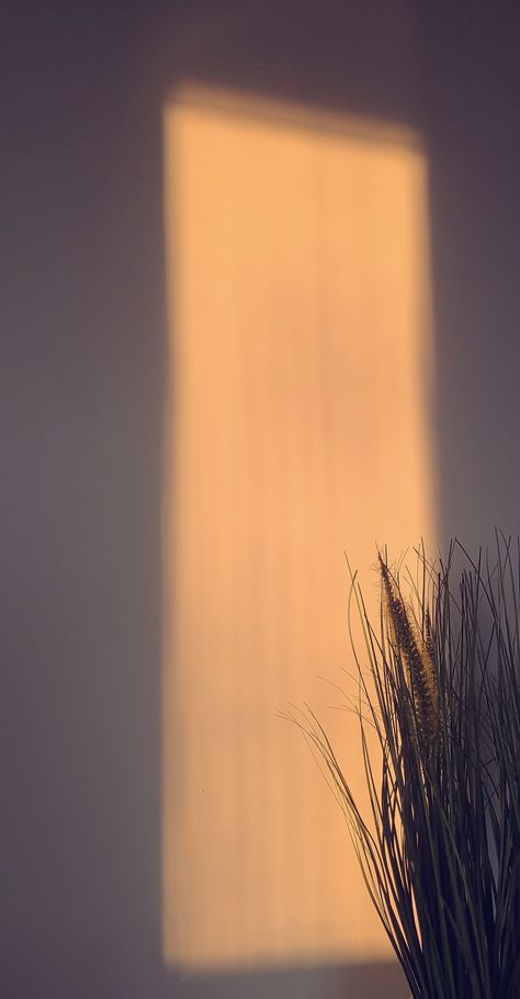 leaf leaves aesthetic aesthetics brown aesthetic brown beige plant golden hour glow Softness Aesthetic, Sunlight Window, Sunny Background, Creepy Photography, Window Shadow, Color Wallpaper Iphone, Neutral Wallpaper, Shadow Pictures, Neon Wallpaper