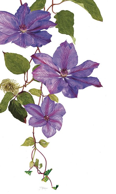 Clematis Flower, Rock Flowers, Seed Pod, Modern Art Paintings Abstract, Watercolor Flower Art, Butterfly Drawing, 수채화 그림, Botanical Painting, Learn Art