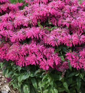 Native North American Beauties Driveway Flowers, Anise Hyssop, Deer Resistant Flowers, Proven Winners Perennials, Meant To Bee, Deer Resistant Perennials, Deer Resistant Plants, Southern Garden, Purple Plants