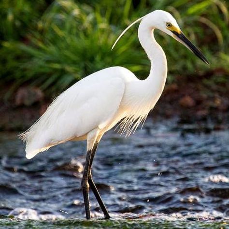 Little egret | Birds of India | Bird World Bicycle Tattoo, Heron Art, Molluscs, Crane Bird, Herons, Rare Birds, Cat Character, Bird Pictures, Blue Heron