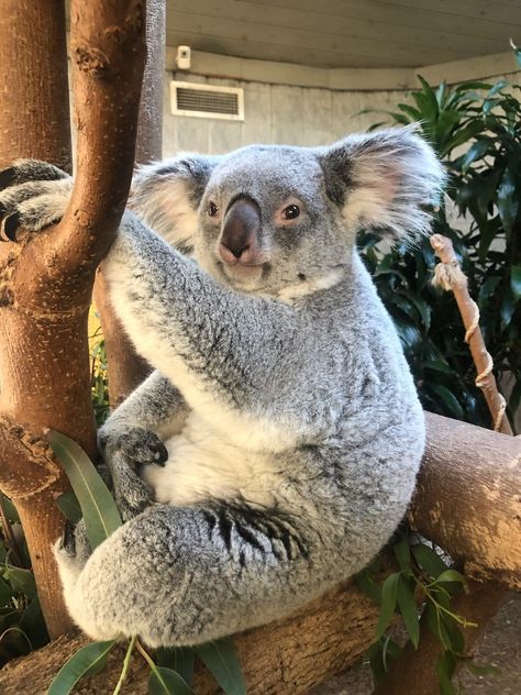 Animal Representation, Koala Bear Baby, Learning Animals, Aesthetic Animals, Columbus Zoo, Tattoo Animal, Wild Animals Photos, Baby Koala, Anime Tattoo