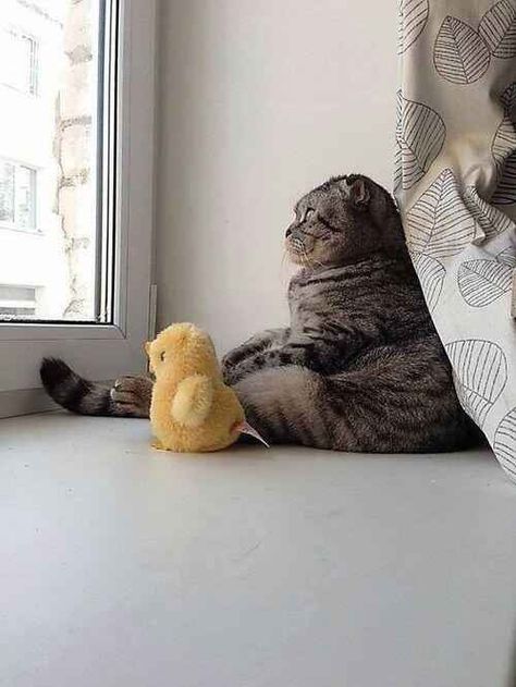 The Existential Cat with His Existential Duck Haiwan Peliharaan, Cute Kittens, On The Floor, Crazy Cat Lady, 귀여운 동물, Bones Funny, Crazy Cats, The Window, Cat Pics