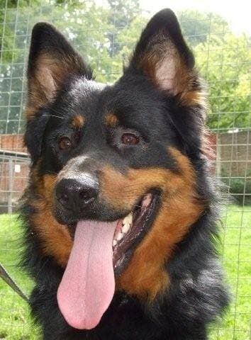 German Shepherd Rottweiler, German Shepherd Rottweiler Mix, Rottweiler Care, Rottweiler Funny, German Dog Breeds, Rottweiler Breed, Rottweiler Mix, German Shepherd Mix, Rottweiler Lovers