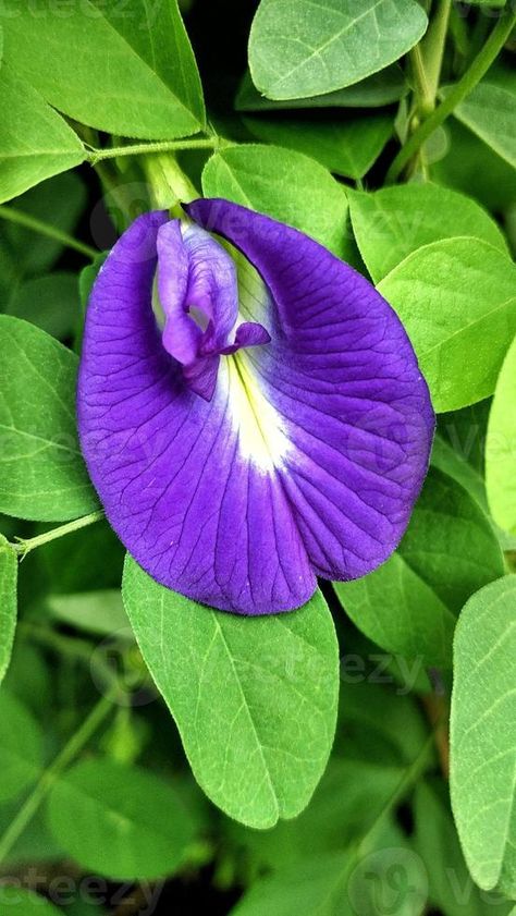 Purple butterfly pea flower Clitoria ternatea is good for health herbal tea, a tropical plant with beautiful petals and green leaves Clitoria Ternatea Flower, Onam 2024, Herbal Flowers, Violet Colour, July Birth Flower, Orchid Images, Protea Flower, Herbal Plants, Butterfly Pea Flower