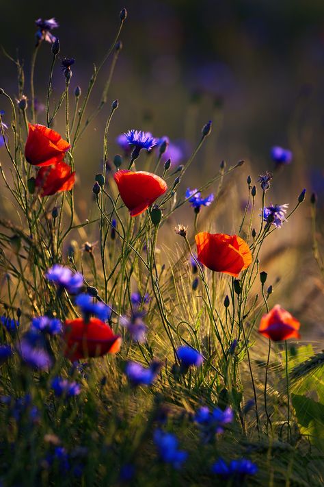 Poppies and cornflowers | Poppies and cornflowers in wheat f… | Flickr Ftd Flowers, Poppies Watercolor, Matka Natura, Different Types Of Flowers, Wheat Field, Garden Painting, Trendy Flowers, Beautiful Flowers Wallpapers, Lukisan Cat Air