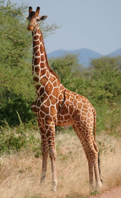 Giraffe Images, Giraffe Pictures, Regnul Animal, Wild Animals Photography, Wild Animals Pictures, Giraffe Art, A Giraffe, Cute Giraffe, Baby Giraffe