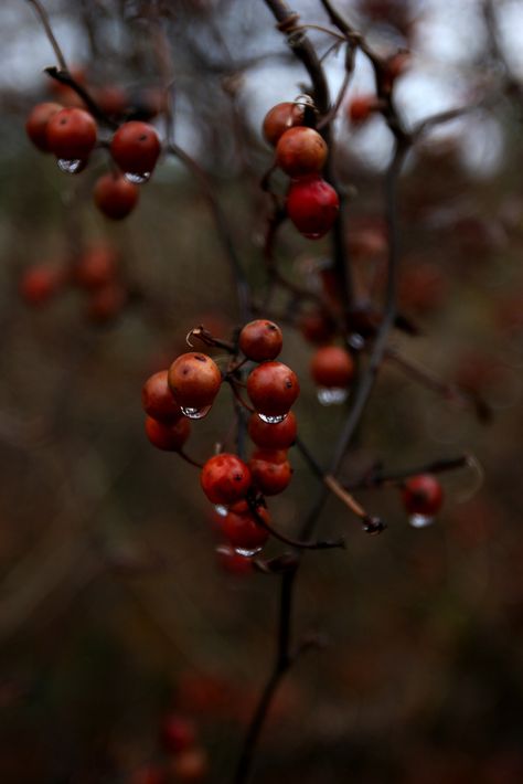 berry drops. Lexa Y Clarke, Autumn Beauty, Autumn Cozy, Autumn Aesthetic, Samhain, Red Berries, Autumn Inspiration, Autumn Day, Autumn Leaves