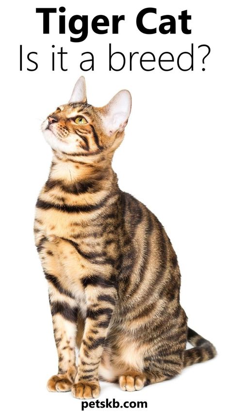 A domestic cat that looks like a mini tiger. Toyger Kitten, Tiger Striped Cat, Types Of Cats Breeds, Striped Cats, Cat Guide, Toyger Cat, Asian Leopard Cat, Cat Ownership, Serval Cats