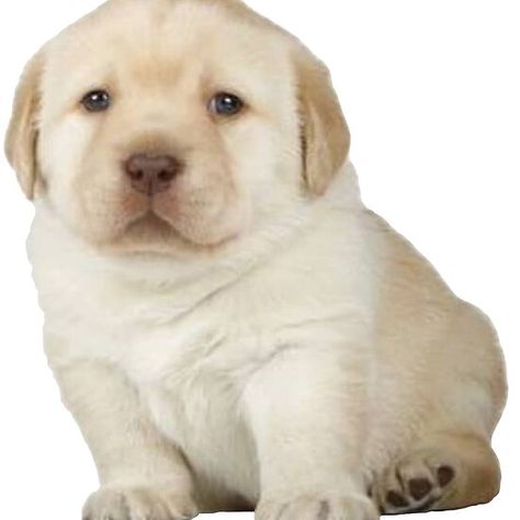 Cute Quieres Dog Meme Low Quality Dog Pics, Dog Meme, Lotr Art, Really Cute Dogs, Mini Dogs, Silly Dogs, Labrador Puppy, Tiny Dogs, Dog Barking