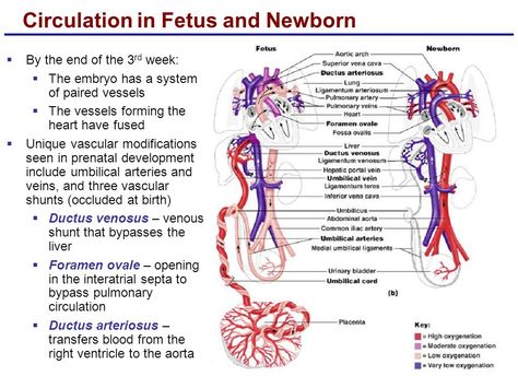 Fetus and newborn Embryology Of The Heart, Midwifery Notes, Nursing Terminology, Fetal Circulation, Obstetrics Nursing, Nicu Nursing, Neonatal Nursing, Nursing Cheat Sheet, Certified Nurse Midwife