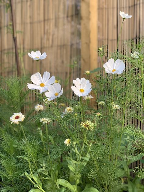 growing cosmos in containers Cosmos Garden, Cosmos In Pots, Potted Cosmos, How To Grow Cosmos, Cosmos Container Garden, Garden Cosmos, Cosmos Flowers Garden, White Cosmos Flowers Aesthetic, Cosmos Container