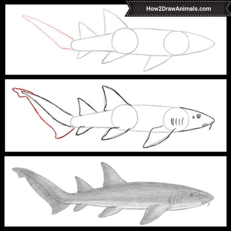 How to draw a nurse shark #howtodraw #animals #tiburon #shark Nurse Shark Drawing, How To Draw A Shark, Shark Video, Shark Nursery, Nurse Drawing, Nursery Drawings, Draw Sonic, Storyboard Examples, Whale Drawing