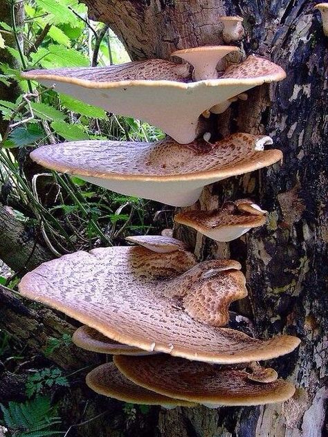 BRACKET FUNGI ON TREE Dryads Saddle, Polypore Mushrooms, Mushrooms Growing, Mushroom Cottage, Lichen Moss, Mushroom Pictures, Plant Fungus, Slime Mould, Wild Mushroom