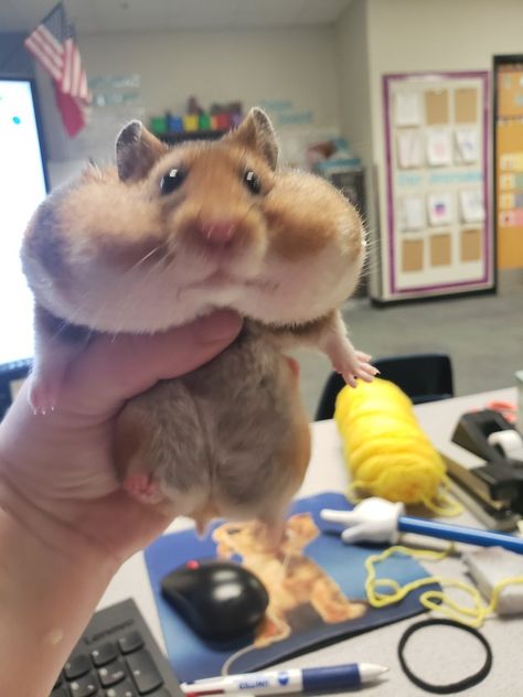 Hamster Staring At Phone, Goofy Hamster, Chunky Hamster, Flat Hamster, Hamster Banana, Teddy Bear Hamster, Fat Hamster, Full Cheeks, Bear Hamster