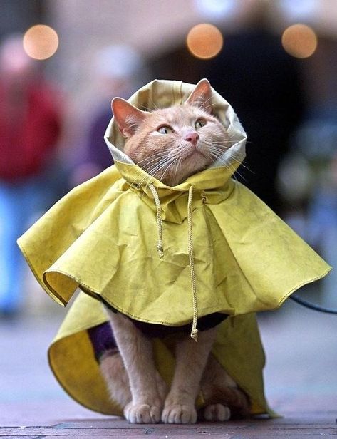 Cats Singing, Raining Cats And Dogs, Cat Fashion, Cat Person, Funny Cat Videos, Cat Care, Animal Planet, Cat Gif, Cat Photo