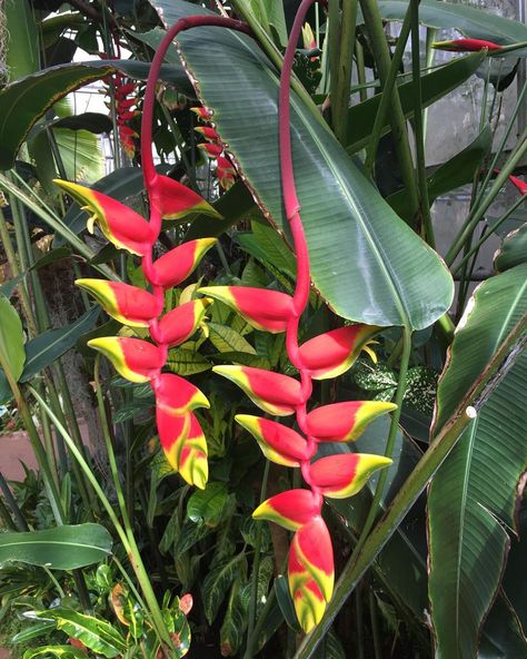 Sherman Library & Gardens on Instagram: “Do you like bold, tropical plants?  Then you must love Heliconia or more commonly called lobster claw. The large, brightly hued ‘claw’ is…” Lobster Claw Flower, Lobster Claw Plant, Heliconia Plant, Painting Concepts, Coastal Garden, Plants Uk, Strange Flowers, Coastal Gardens, Favorite Flowers