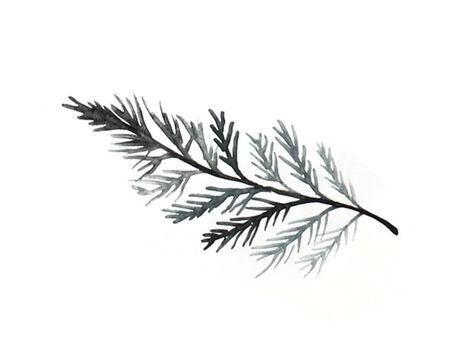 fir • laura wright Evergreen Tattoo Meaning, Evergreen Leaf Tattoo, Balsam Fir Tattoo, Cedar Leaf Tattoo, Evergreen Branch Tattoo, Aesthetic Nature Tattoos, Red Cedar Tattoo, Pine Tree Branch Tattoo, Cedar Branch Tattoo