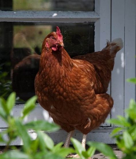 Cute Chickens Aesthetic, Chickens Aesthetic, White Leghorn Chicken, Road Island, Rhode Island Red Hen, Australorp Chicken, Rhode Island Red Chickens, Sussex Chicken, Chicken Aesthetic