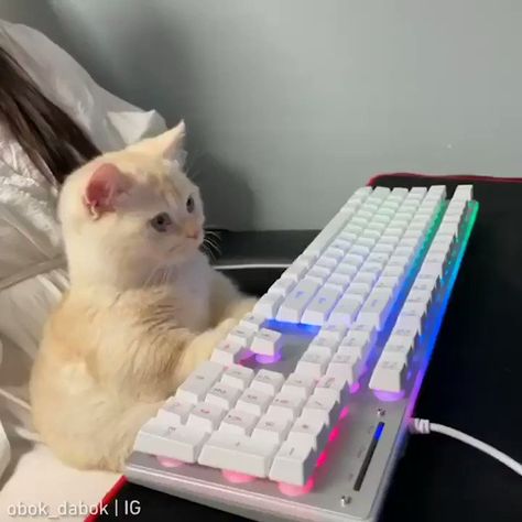 Meowed on Twitter: "NoobMeowster69 in reality #meowed #meowedofficial #TheMeowedClub From obok_dabok | IG… " Cats And Computers, Cat On Keyboard, Cat Keyboard, Cat Computer, Cat Gaming, Gamer Cat, Gaming Aesthetic, Grunge Pictures, Kitty Games