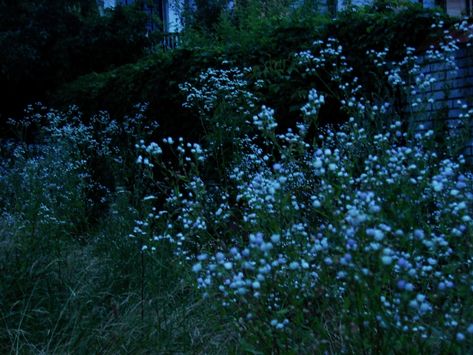 Dark Blue Cottagecore, Blue Flower Aesthetic, The 100 Aesthetic, Twilight Core, Twilight Dr, Photography Culture, Twilight Vibes, Twilight Aesthetic, Dark Naturalism