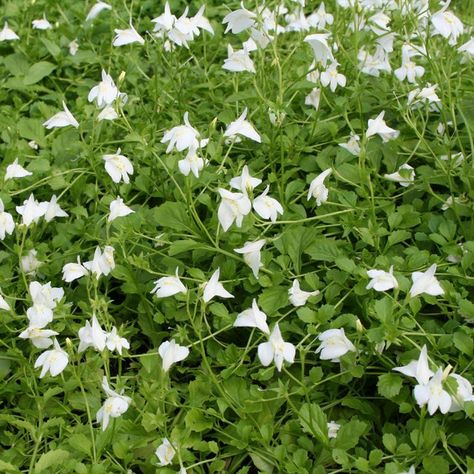 Creeping Mazus Plants for Sale – FastGrowingTrees.com Mazus Reptans, White Flowering Plants, Privacy Trees, Backyard Plants, Fast Growing Trees, Sandy Soil, Ground Cover Plants, Unique Trees, Shade Trees