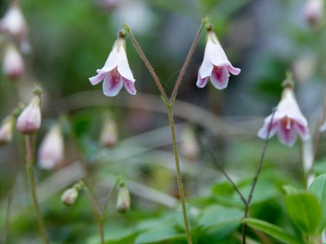 LINNEA, the twin flower, The Swedish botanist Carolus Linnaeus named it after himself, it being his favorite flower. Linnaea Borealis, Twin Flower, Carl Linnaeus, Modern Wall Hanging, Anemone Flower, Rose Wall, Flower Names, White Tulips, Pottery Making