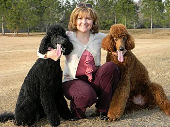 Florida Poodle Rescue! Poodle Rescue, Standard Poodles, Tampa Bay Area, Standard Poodle, Rescue Dogs, Animal Rights, Merlot, Best Dogs, The Fosters