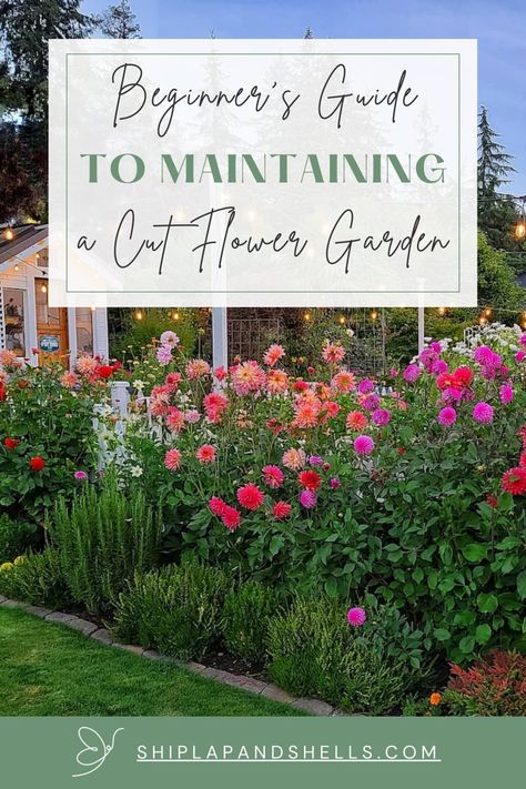 Do you want to add a pop of color to your garden and bring fresh flowers into your home? Growing a cut flower garden will give you both. Whether you're a new gardener or have a green thumb, these easy tips will help you maintain a healthy and thriving cut flower garden. How To Make A Cut Flower Garden, Flower Veggie Garden, Flower Garden Landscape Design, How To Plant A Wild Flower Garden, Home Flower Garden Design, Chaos Flower Garden, Wild Flower Beds Garden Ideas, Diy Cut Flower Garden, Texas Cut Flower Garden