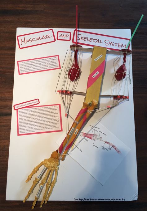 This is a picture of a model of the muscular and skeletal system in the arm that I created last year and recently rediscovered!  In it, I recreated the arm by using string, balloons, and straws to be the muscles, tendons and bones.  When I blew into the straw on the top of the arm (the bicep), the balloon inflated which tightened the string around it which pulled the lower part of the arm up just like when the muscle contracts.   It reminded me of the model from lab! Muscle Model Anatomy Project, Muscular System Model, Muscle Model Project, Muscular System Project, Muscular System Activities, Skeletal System Project, Human Body Systems Projects, Body Systems Project, String Balloons