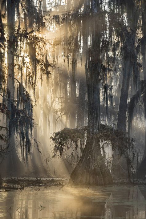 Dawn+in+Louisiana Swamp Scenes Louisiana, Louisiana Bayou Aesthetic, Louisiana Swamp Aesthetic, Louisiana Wallpaper, Louisiana Scenery, Bayou Wallpaper, Bayou Aesthetic, Louisiana Aesthetic, Louisiana Landscape