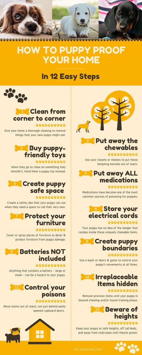 Puppies Tips, Puppy Proofing, Easiest Dogs To Train, Puppy Images, Puppy Training Tips, Happy Puppy, Toy Puppies, Puppy Care, Puppies Funny