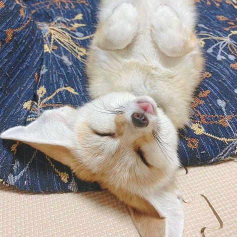 Фенек кайфуля Zorro Fennec, Fennec Fox Pet, Tattoo Nature, Fennec Fox, Pet Fox, Pretty Animals, Silly Animals, Cute Fox, Cute Animal Photos