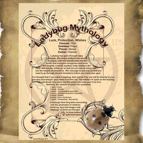 Ladybug Totem, Aries Warrior, Rabbit Symbolism, Grimoire Inspiration, Witchcraft Knowledge, Pagan Aesthetic, Witchy Business, Dad Poems, Lunar Witch