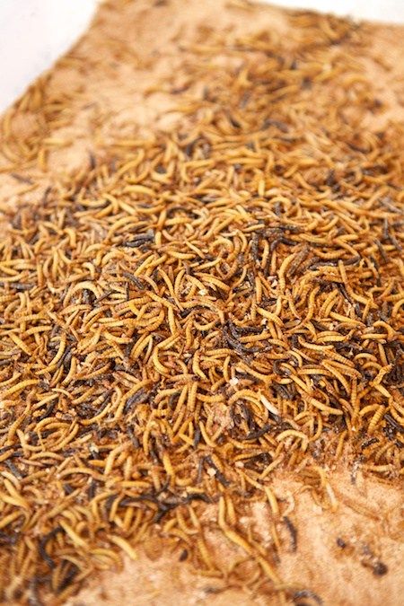 meal worms 2 Worms For Chickens, Meal Worms For Chickens, Raising Bunnies, Raising Worms, Worm Farms, Animal Tips, Chicken Yard, Worm Farming, Chicken Raising